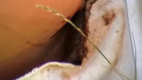 Sharka Walking 16 – Outdoor Shitting Scene