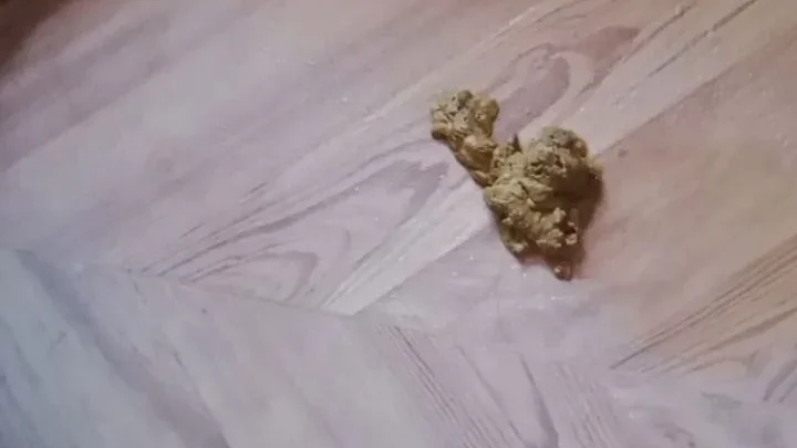 Miamartins – Halloween themed poop